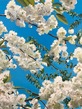 English spring 2, cherry blossom
