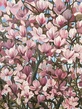 English spring 3, magnolia flowers